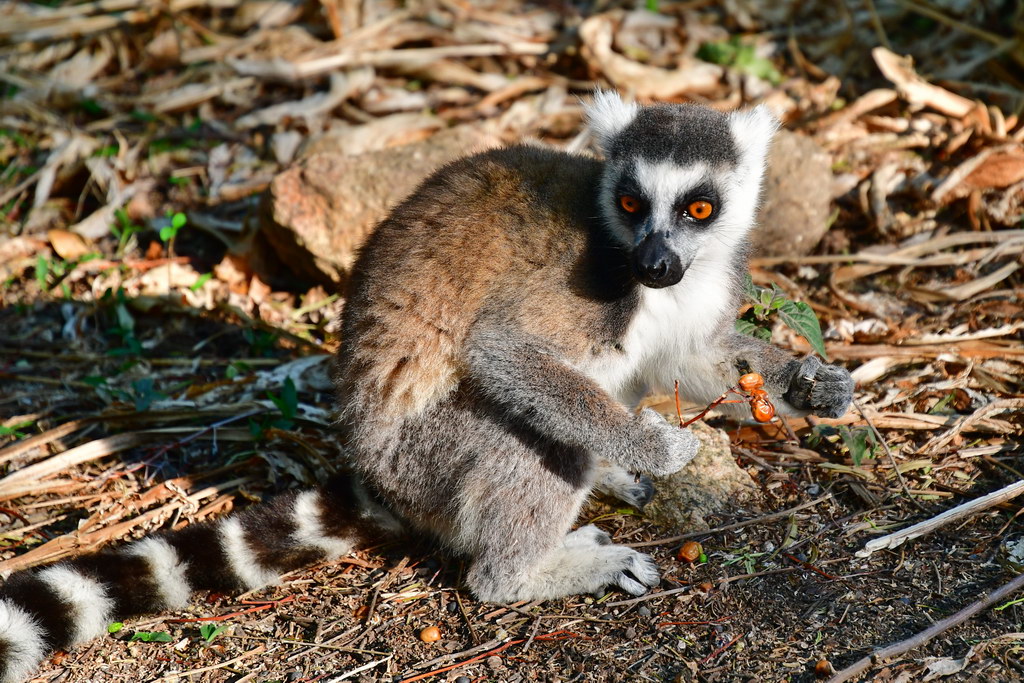 Anja Community Reserve
